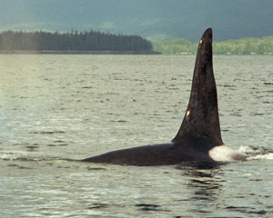 A big male killer whale.